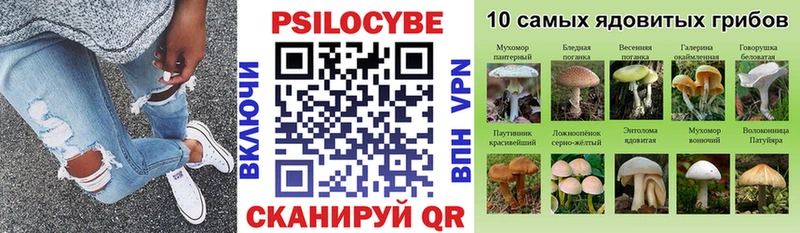 Купить  Черноголовка  Галлюциногенные грибы Psilocybe 